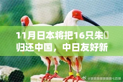 中日友好新篇章,日本归还中国朱鹮盛事纪实,朱鹮传递友好讯息