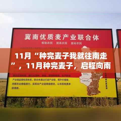 11月种麦启程南行,与季节的温暖约定