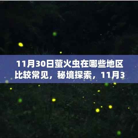 秘境探索,萤火虫飞舞的诗意之地与小巷中的萤火秘境——11月30日萤火虫常见地点一览