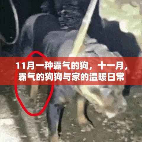 十一月霸气的狗狗与家的温馨日常