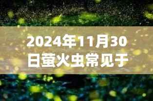 萤火虫之夜,探寻温暖奇遇与光的守护,萤火虫常见地区指南