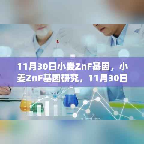 小麦ZnF基因研究最新进展与观点探讨,11月30日更新