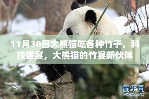11月30日大熊猫吃各种竹子,科技盛宴,大熊猫的竹宴新伙伴——智能竹子投喂系统