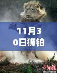 狮铂拓界豪华版灰,日常温馨趣事与友情羁绊的深刻印记