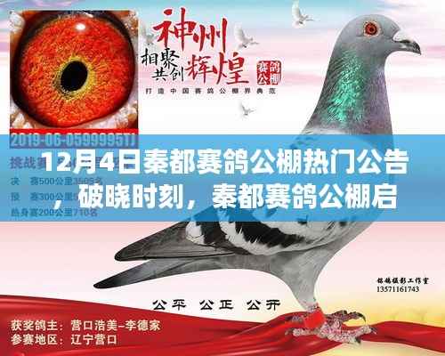 秦都赛鸽公棚启示录，破晓时刻，飞翔的力量源自变化、学习与自信
