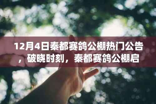 秦都赛鸽公棚启示录,破晓时刻,飞翔的力量源自变化、学习与自信