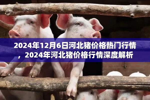 2024年河北猪价格行情解析与热门趋势