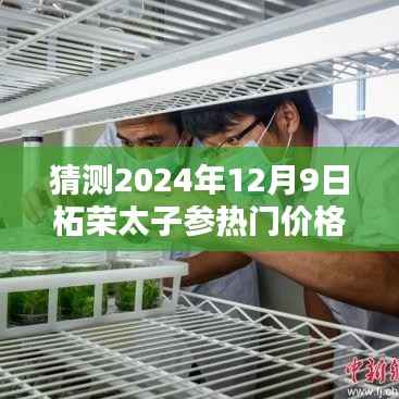 猜测2024年12月9日柘荣太子参热门价格,预测2024年柘荣太子参热门价格趋势,深度解析与前瞻