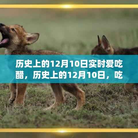 历史上的12月10日,吃醋文化的深度解读与个人观点