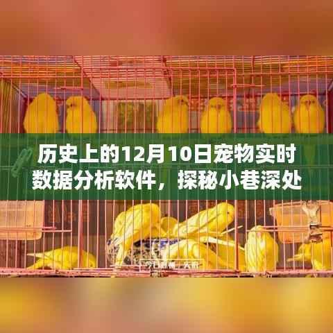 探秘宠物数据宝藏，揭秘12月10日宠物实时数据分析软件的传奇故事