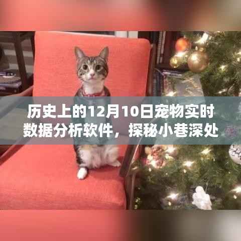 探秘宠物数据宝藏,揭秘12月10日宠物实时数据分析软件的传奇故事
