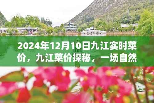 九江菜价探秘,自然美景之旅中的心灵宁静与平和纪实(2024年12月10日九江实时菜价)
