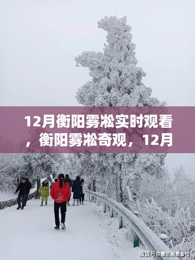 12月衡阳雾凇奇观实时观赏指南,探索雾凇之美