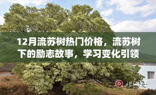 流苏树下的励志故事,热门价格引领自信与成就,照亮人生旅途