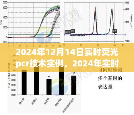 实时荧光PCR技术实例解析与应用前景展望,聚焦2024年发展