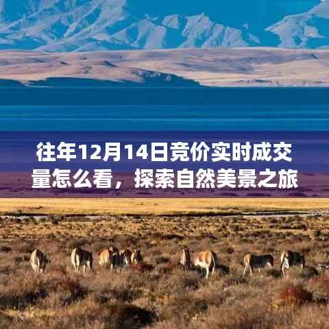 往年12月14日竞价实时成交量解析与探索自然美景的心灵之旅,寻找宁静与乐趣的完美结合