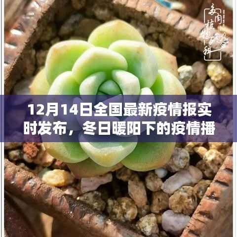 冬日暖阳下的疫情播报，全国最新疫情实时发布与家的日常温馨