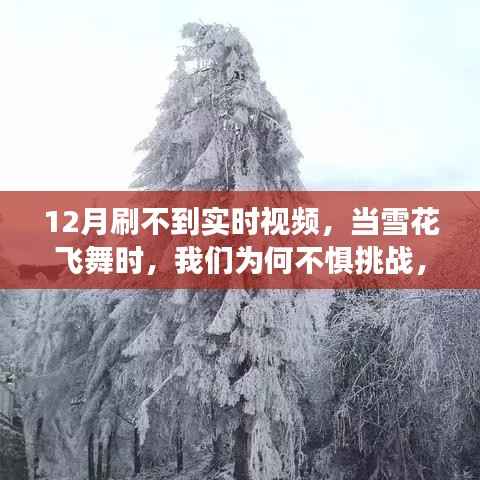 12月雪舞之际,不惧挑战,拥抱学习新机遇