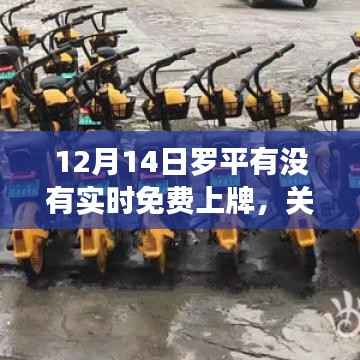 罗平市12月14日车辆实时免费上牌信息解读