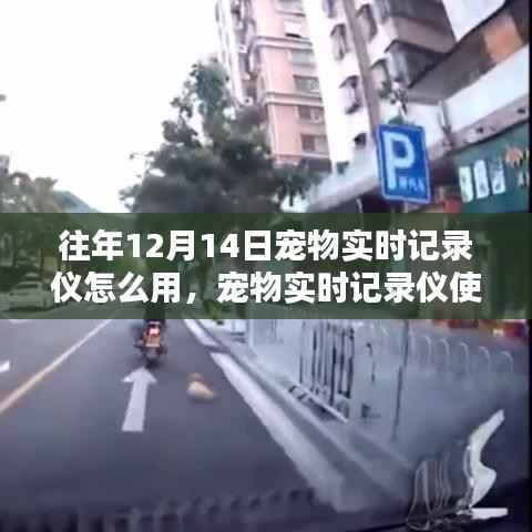 宠物实时记录仪使用指南,针对初学者与进阶用户的详细步骤,往年12月14日使用教程