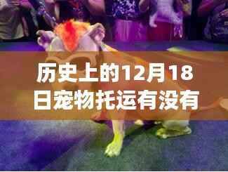 历史上的12月18日宠物托运变迁,实时追踪技术的成长与自信之路