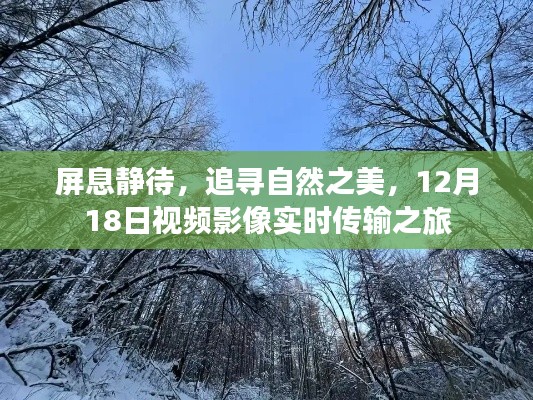 屏息追寻自然之美,视频影像实时传输之旅开启