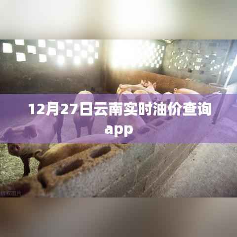 云南油价查询APP实时更新,油价动态一手掌握