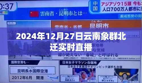 云南象群北迁直播,追踪象群动态,感受自然魅力