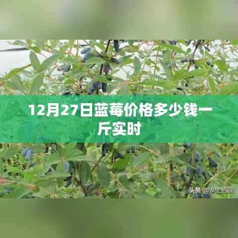 蓝莓价格今日行情,最新市场价曝光