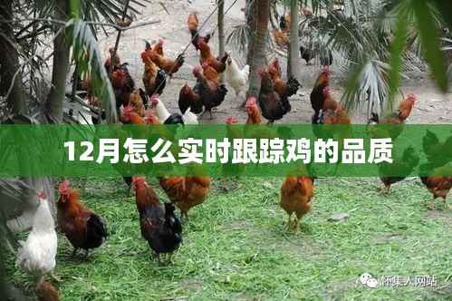 实时跟踪鸡品质的方法与技巧,12月养殖指南