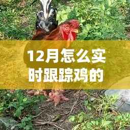 实时跟踪鸡品质的方法与技巧,12月养殖指南