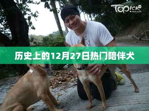 历史上的热门陪伴犬,犬类陪伴的温馨记忆