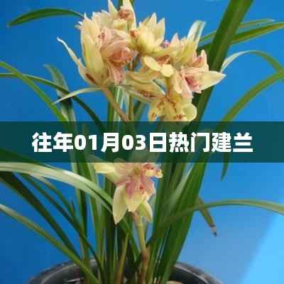 建兰历年一月三日热门资讯回顾