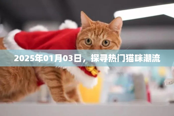 探寻猫咪潮流趋势,2025年元旦观察