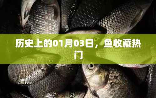 历史上的今天,一月三日鱼收藏热门事件回顾