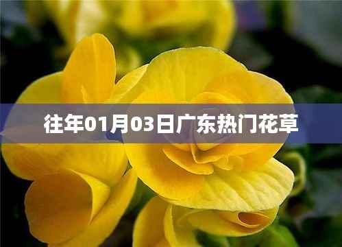 广东热门花草,历年元旦后的绽放盛景