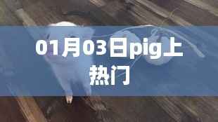 Pig成为热门焦点,揭秘背后的故事