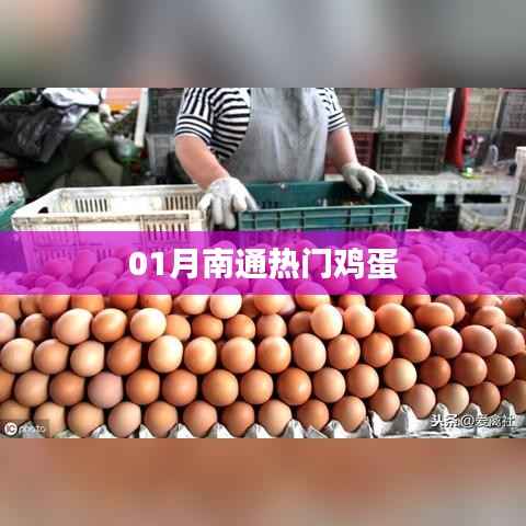 南通热门鸡蛋行情解析