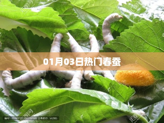 春蚕热门资讯,01月03日一网打尽