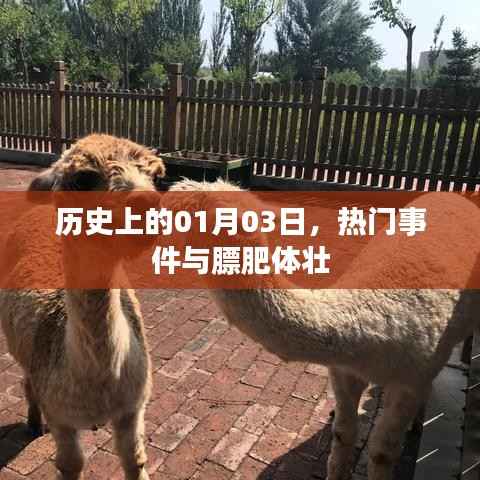 历史上的大事件，一月三日与膘肥体壮的日子