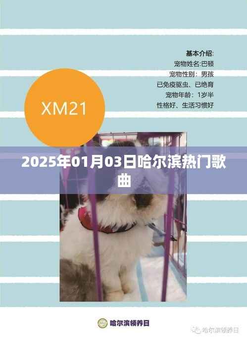 哈尔滨热门歌曲榜单(2025年)