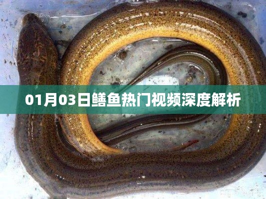 鳝鱼热门视频解析,深度解读,洞悉热点