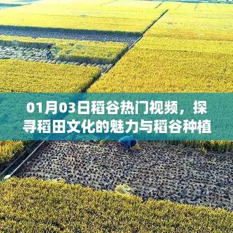 探寻稻田文化魅力与种植技术创新，热门稻谷视频解析