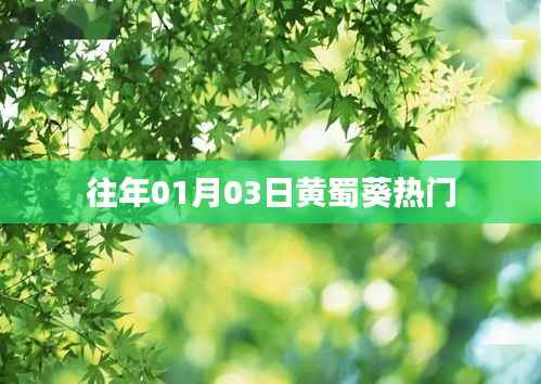 黄蜀葵,历年一月初的热门焦点