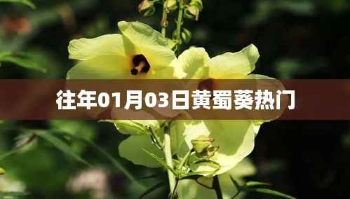黄蜀葵,历年一月初的热门焦点